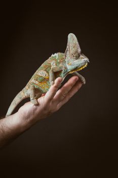 chameleon photo