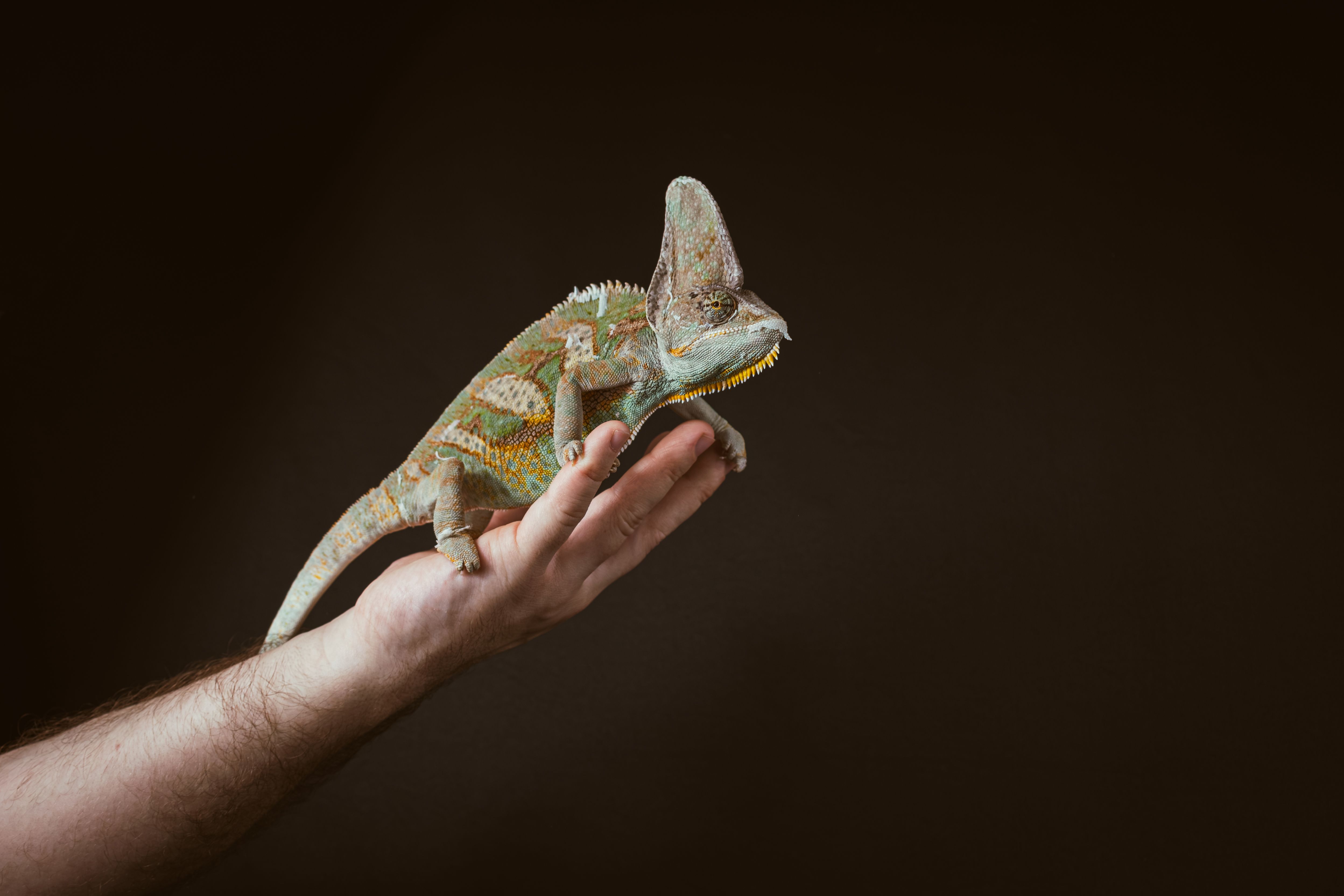 Close-up of a veiled chameleon perched on a hand against a plain background.
