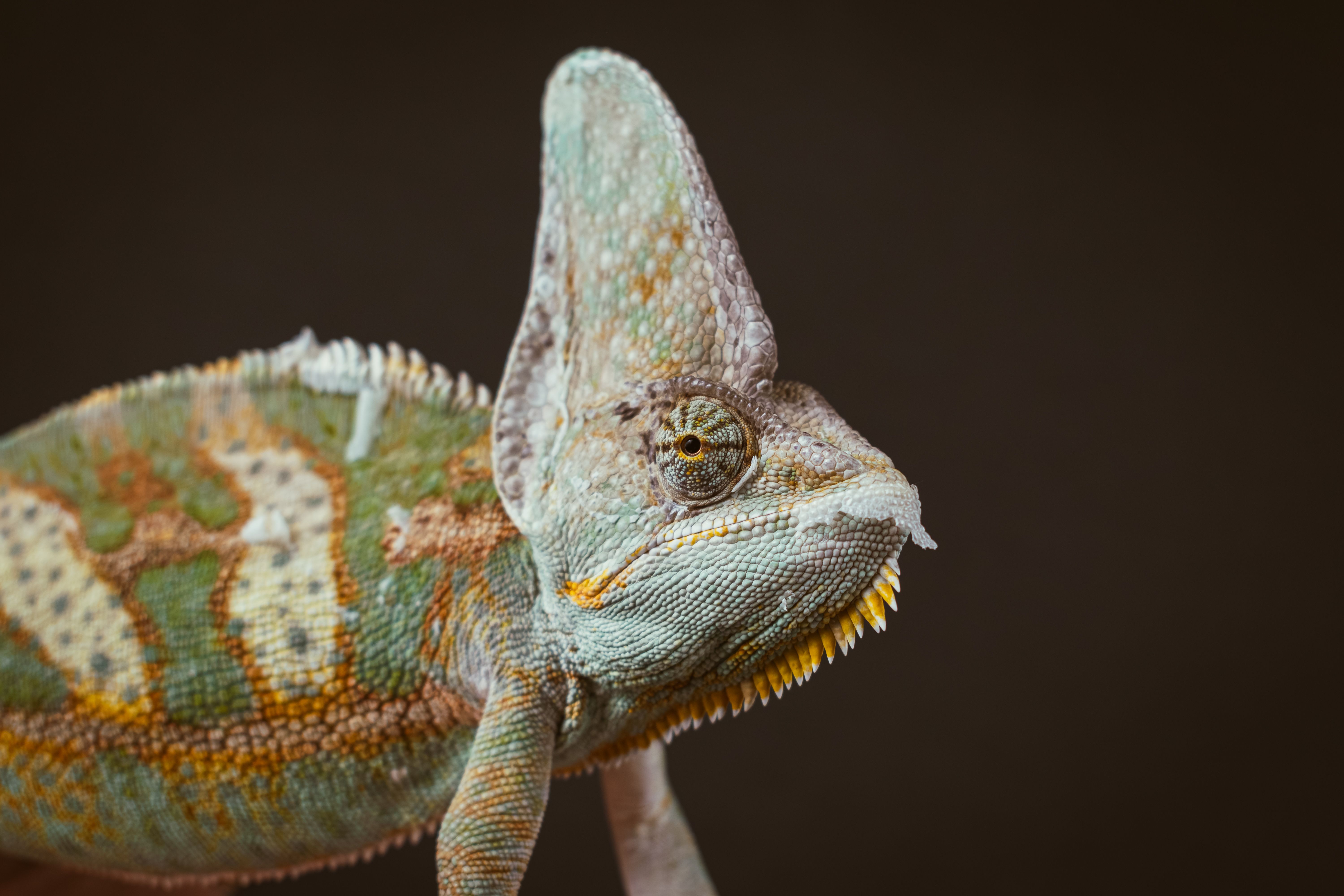Detailed close-up of a veiled chameleon showcasing its vibrant scales and textures.