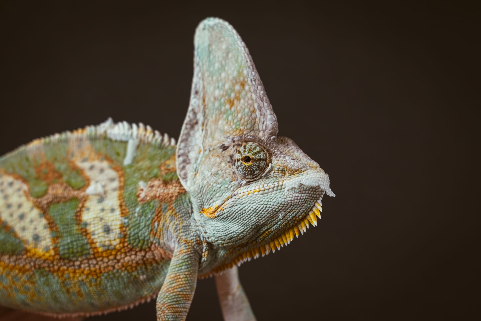 Detailed close-up of a veiled chameleon showcasing its vibrant scales and textures.