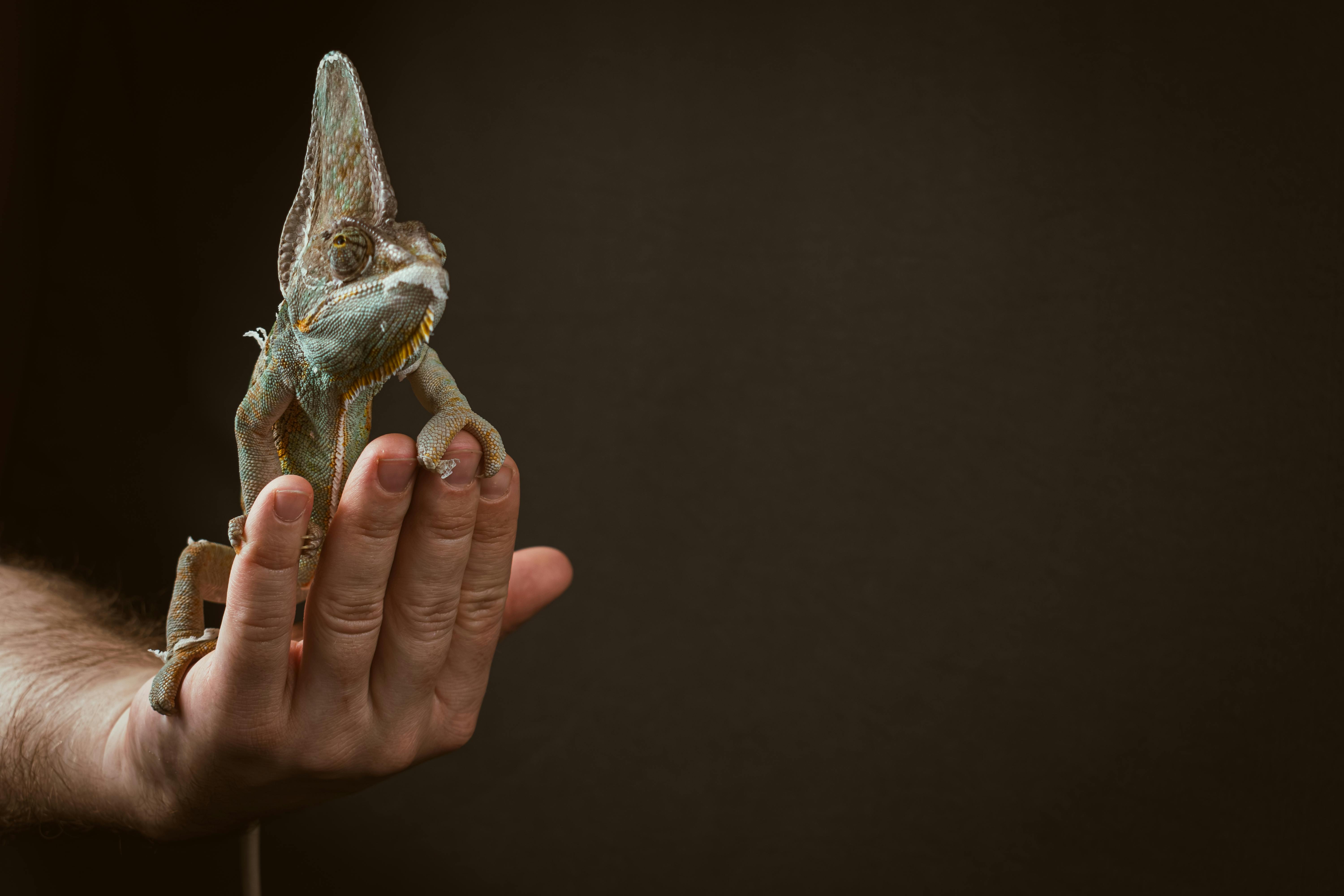 a person holding a chamelon lizard on their hand