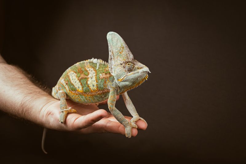 Chameleon jemenský