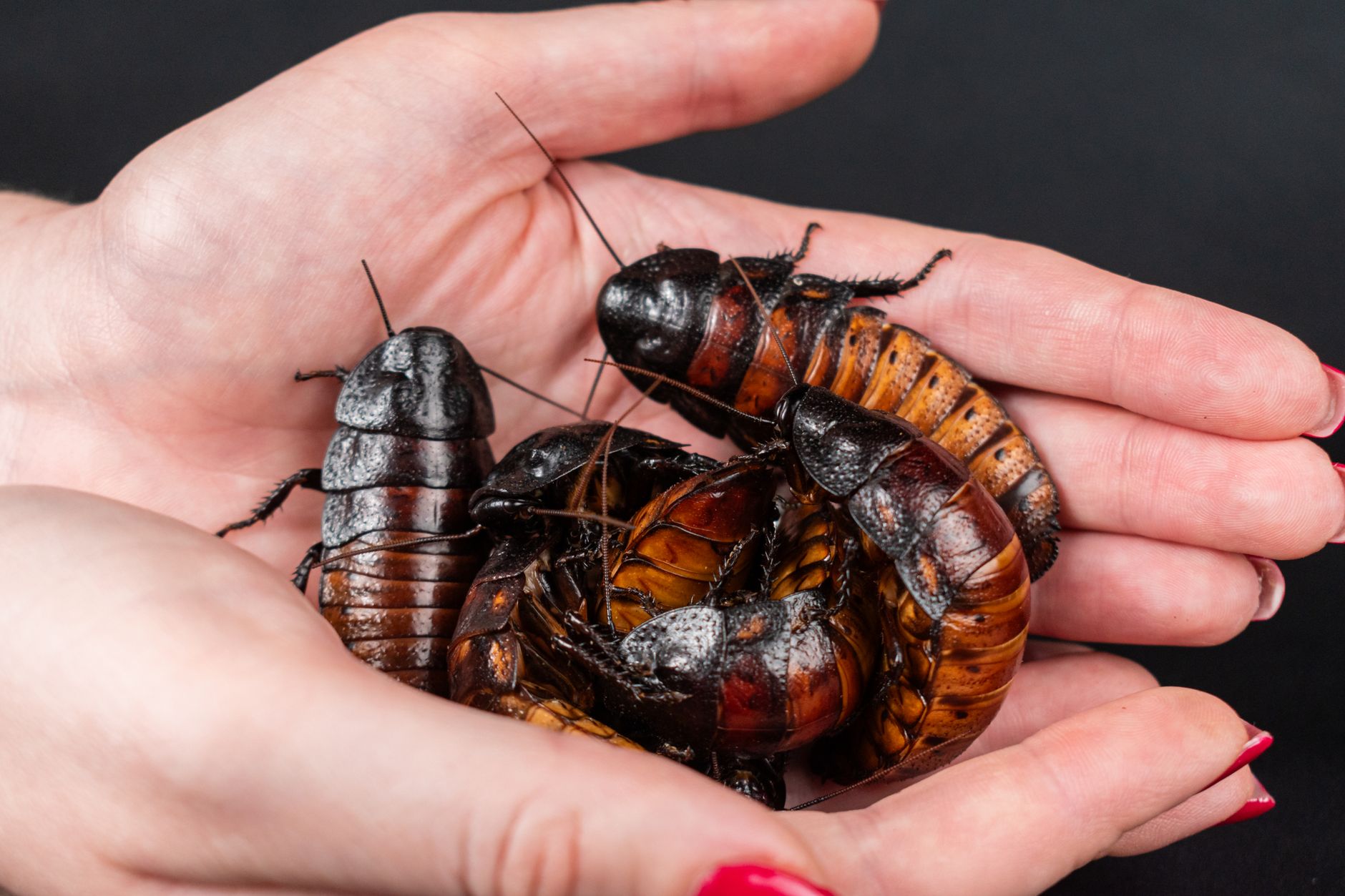 Close-up of Madagascar hissing cockroaches held in human hands, showing unique features.