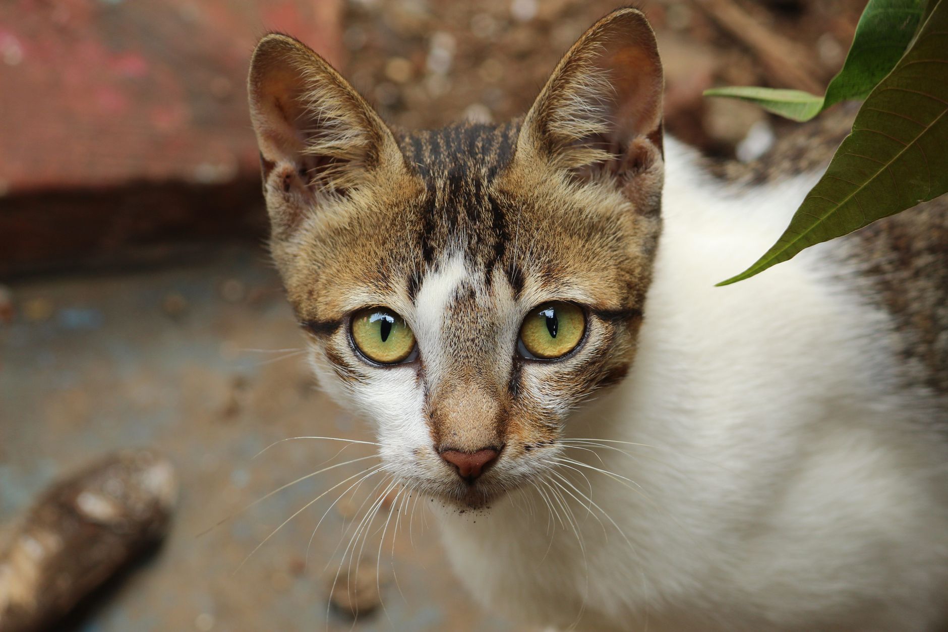 A cat undergoing diagnostic blood testing at a veterinary clinic