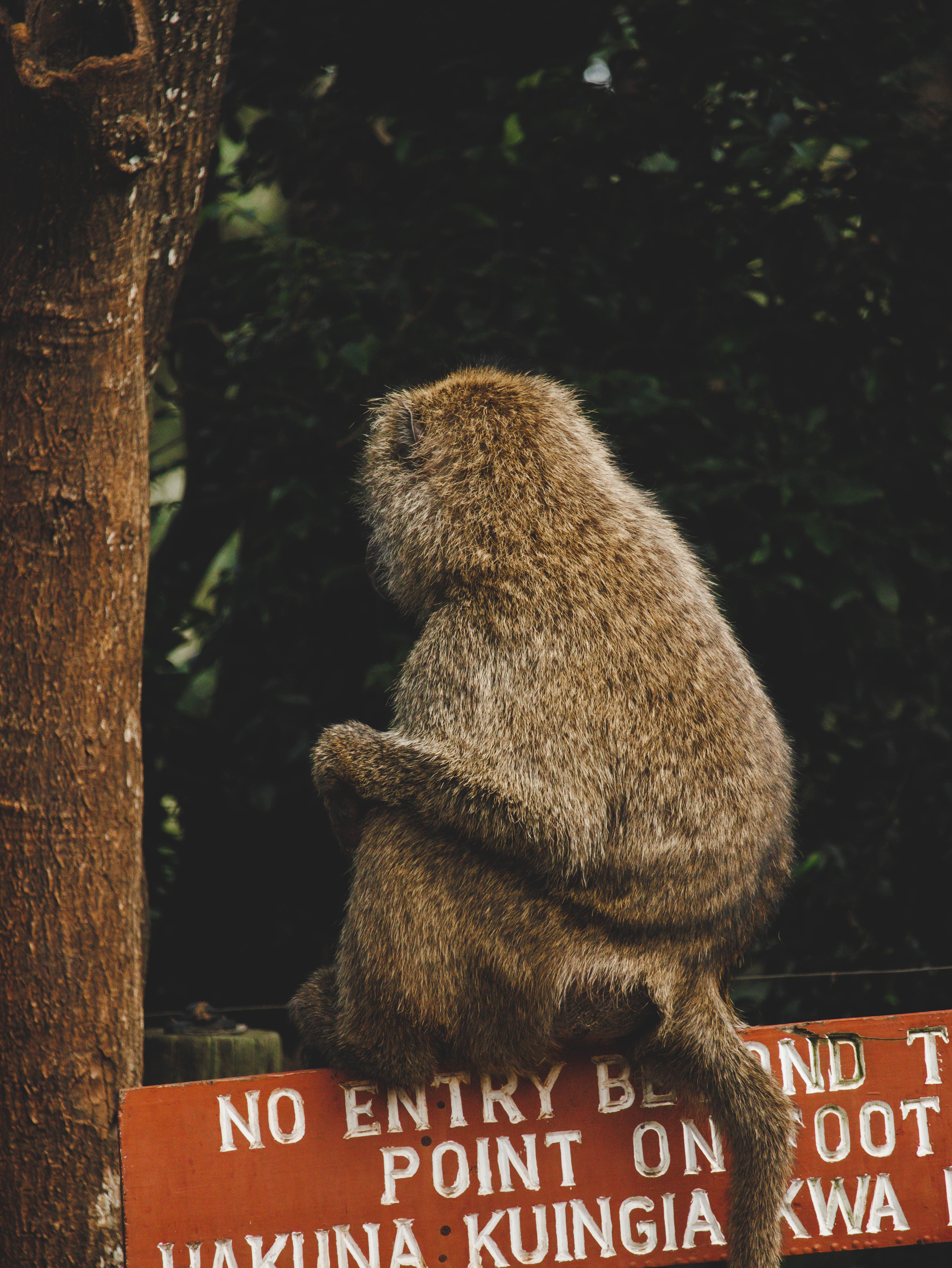 African Baboon · Free Stock Photo
