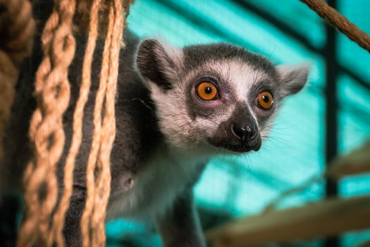 Ranomafana cloud forest lemurs — Madagascar