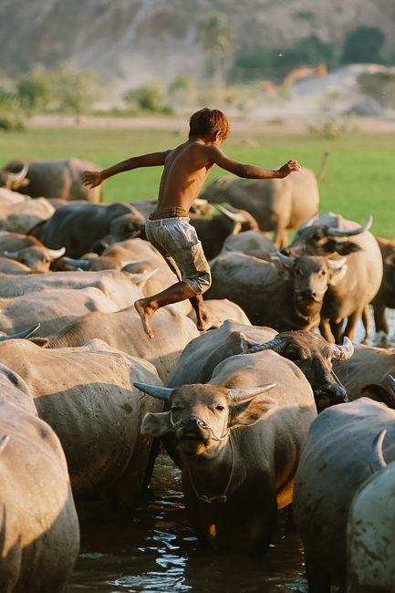 Young boy balancing on buffaloes in a vibrant Vietnamese landscape, capturing adventure.
