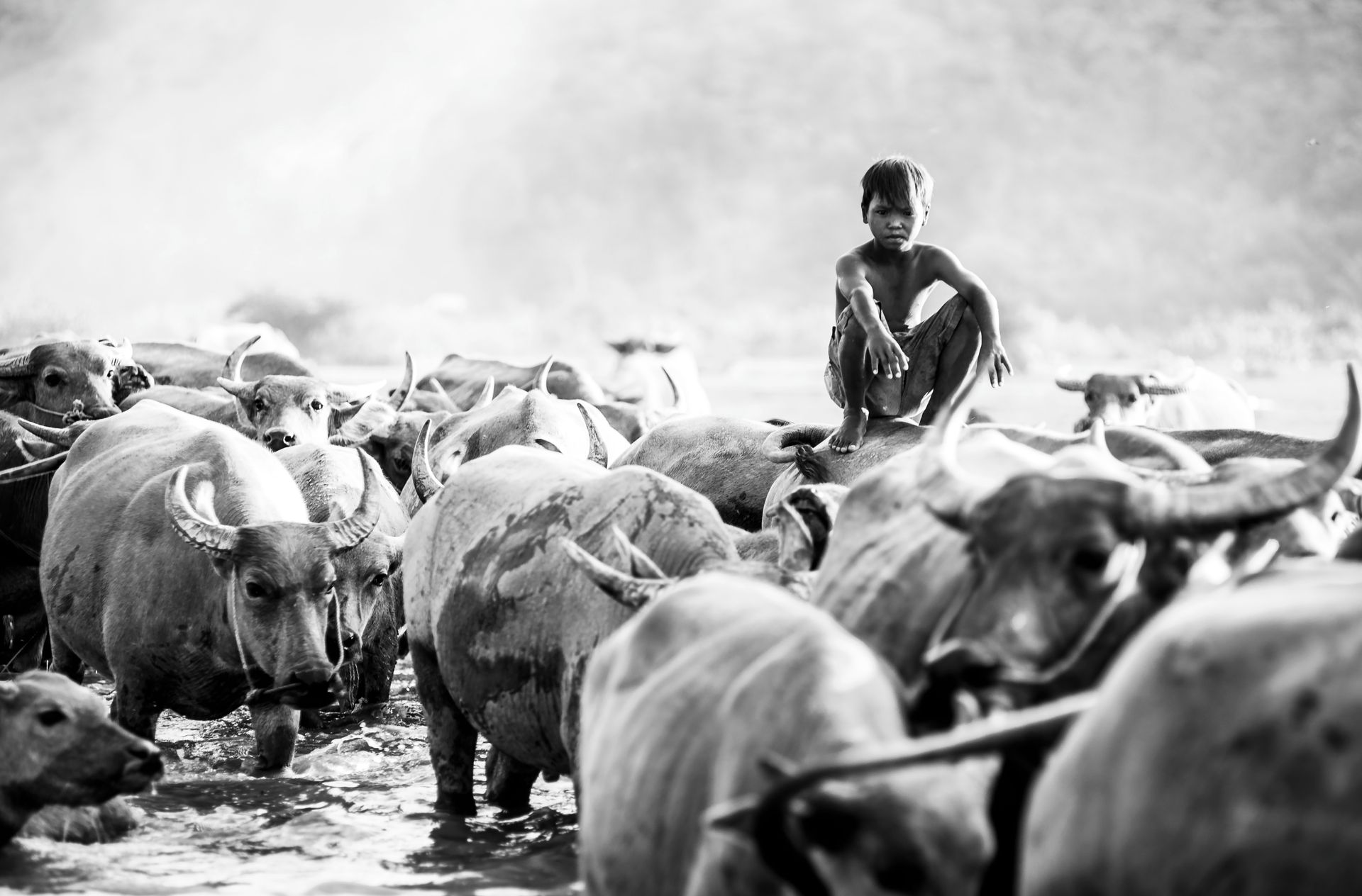 a kid sitting on the buffalo's back