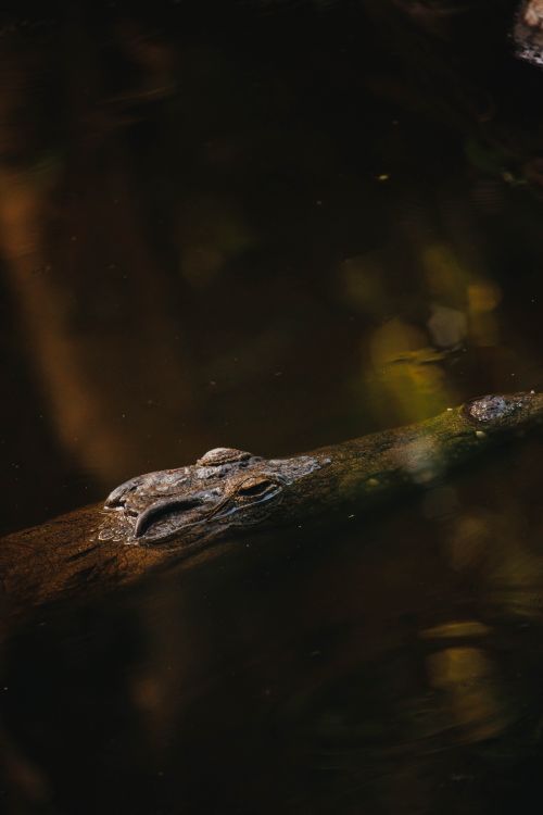 Free Crocodile blending seamlessly into the water in Mombasa, Kenya. Captured in serene natural habitat. Stock Photo
