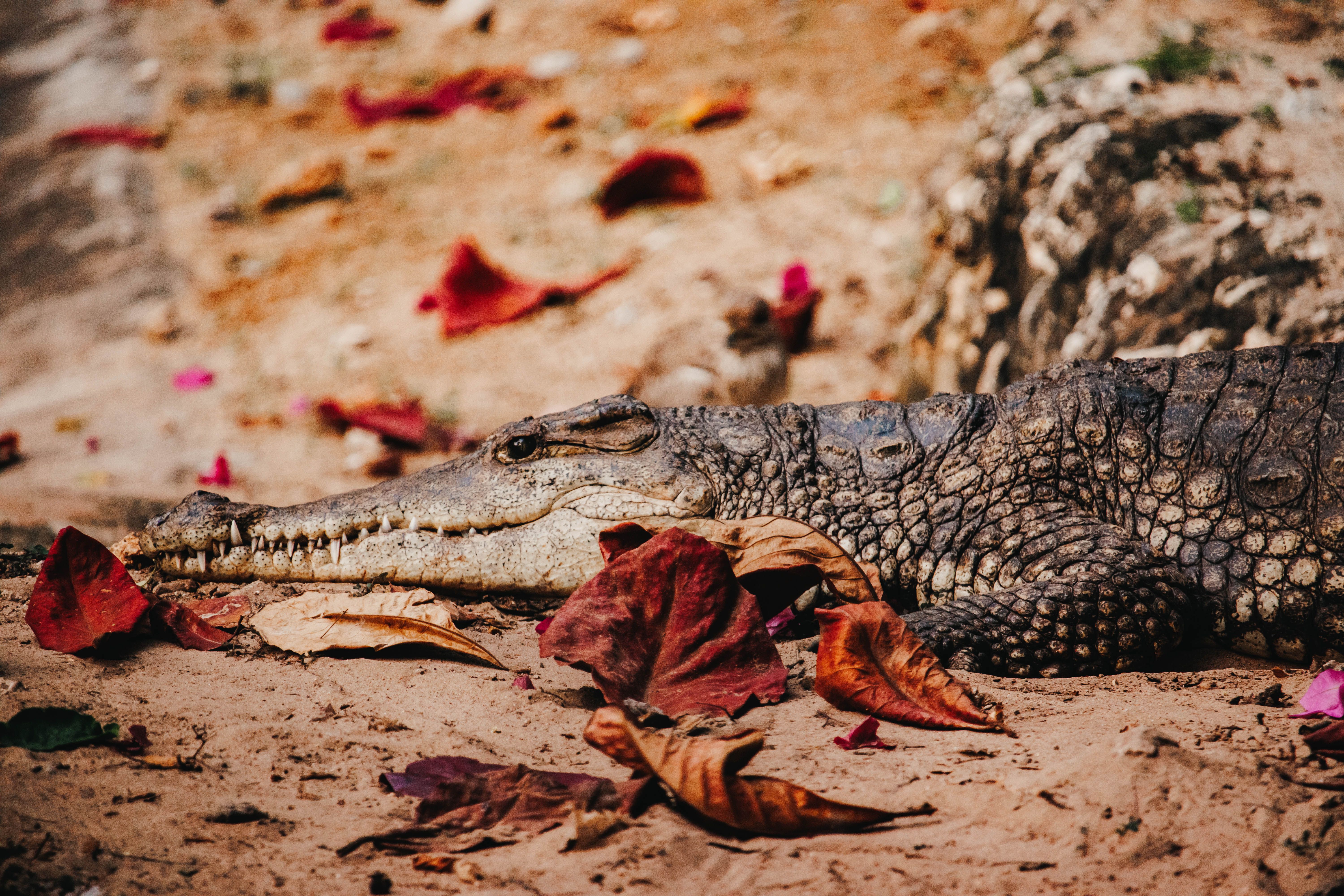Close-up of a crocodile on sandy ground surrounded by autumn leaves in Mombasa, Kenya. - Mombasa