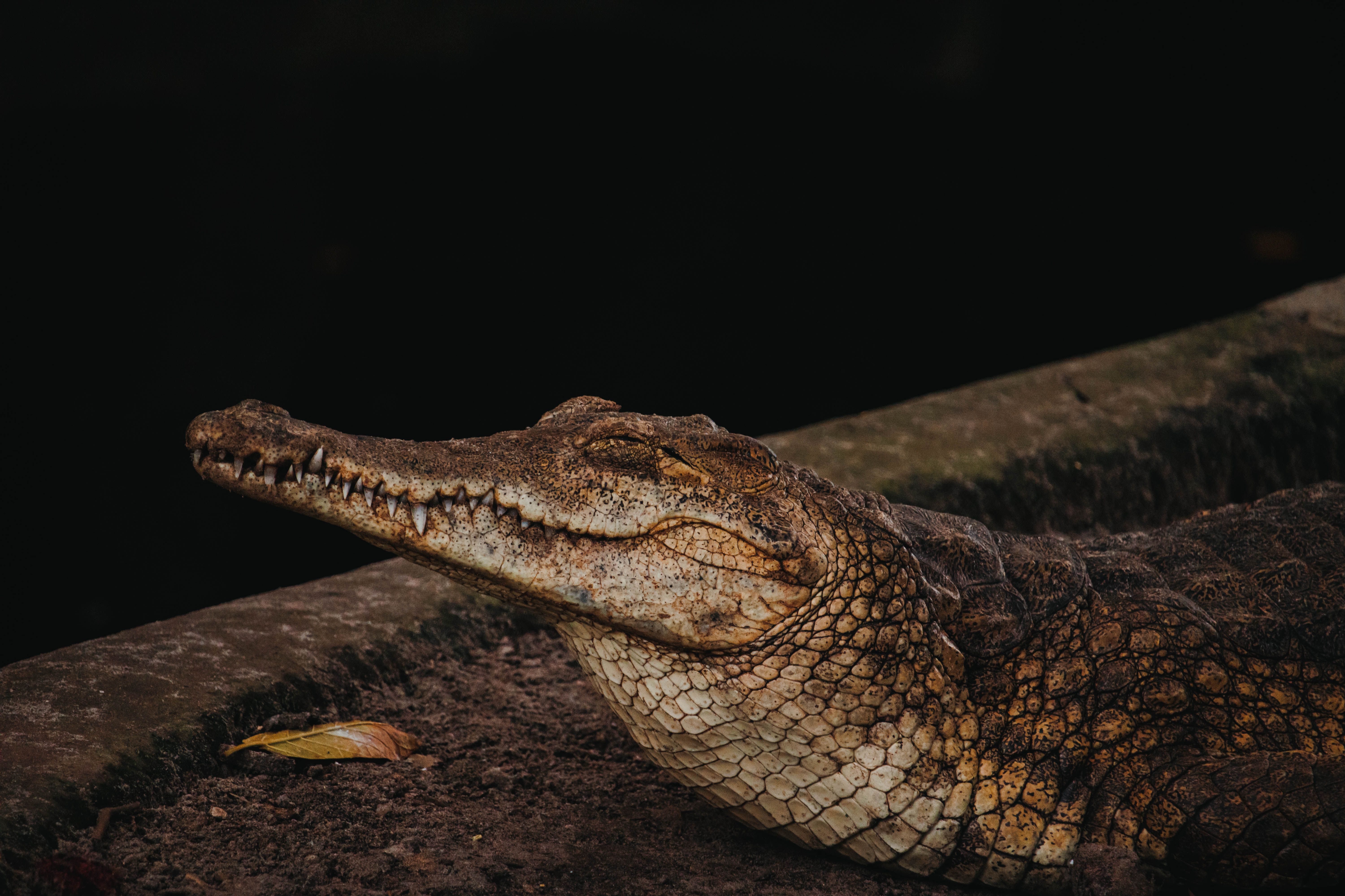 A Nile crocodile resting with its mouth closed on a riverbank. Ideal for wildlife themes.
