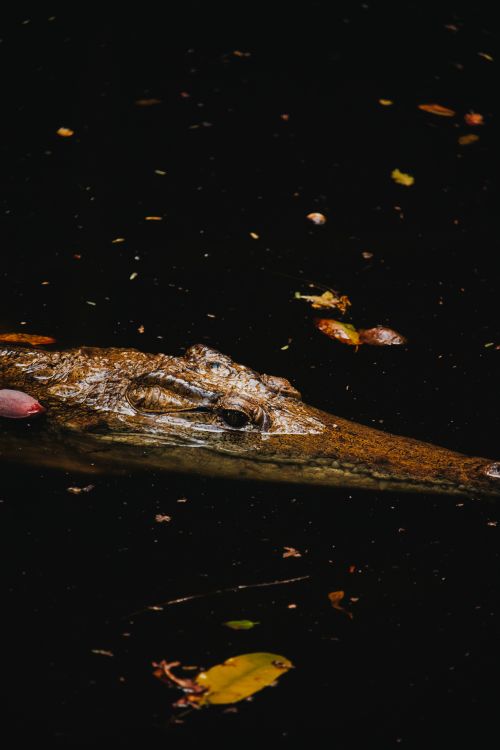 Free A crocodile partially submerged in a water body with reflections, near Mombasa, Kenya. Stock Photo