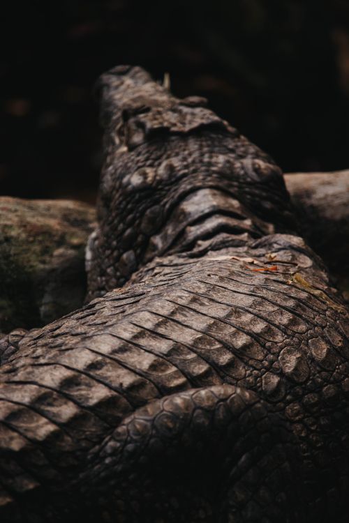 Free Detailed view of a crocodile's scales at Mombasa Zoo, capturing its rugged texture. Stock Photo