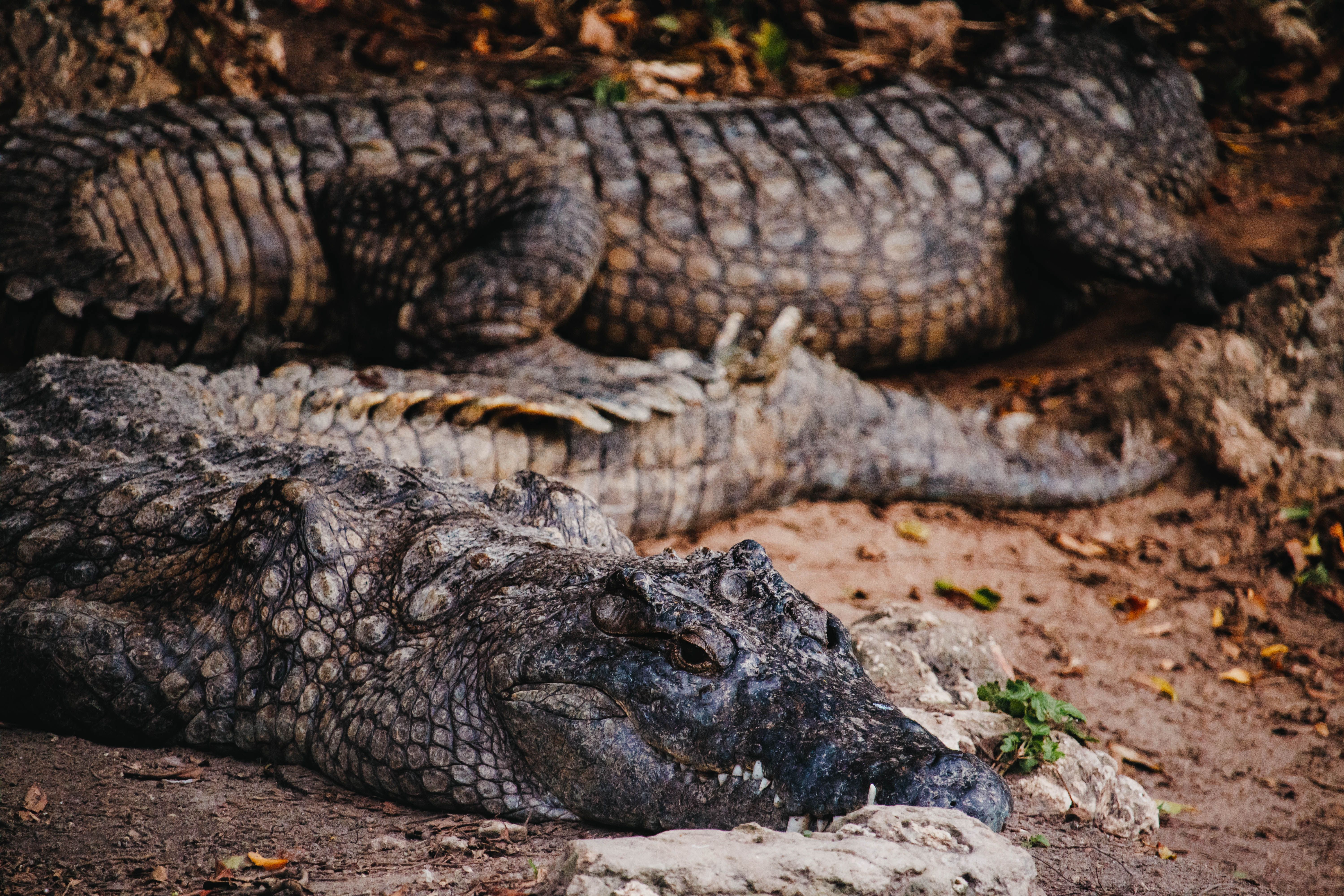 Two Nile crocodiles resting on natural ground in Mombasa, Kenya, showcasing their textured scales and primal presence.