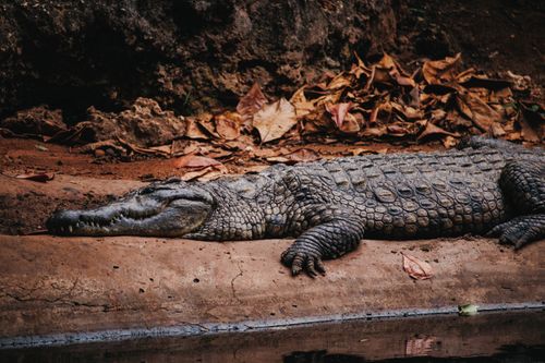 Free Close-up of a Nile crocodile resting by the riverbank with autumn leaves in Mombasa, Kenya. Stock Photo