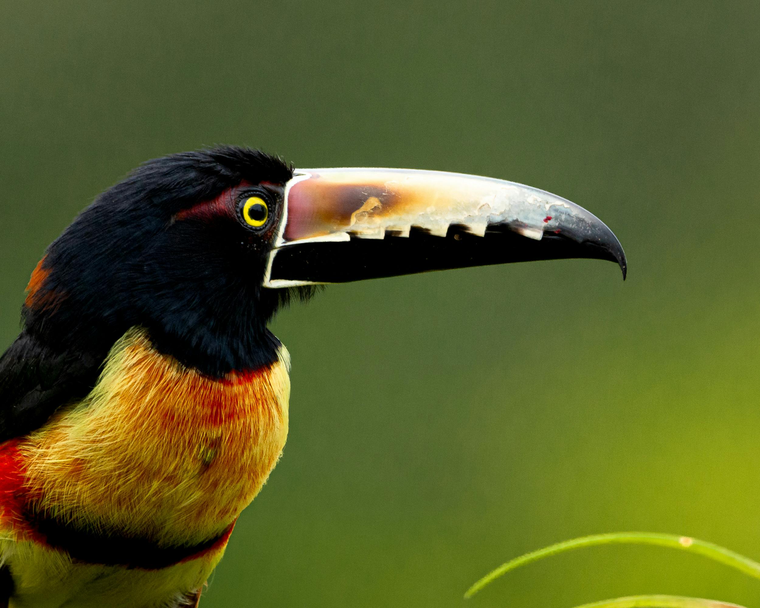 a bird with a long beak