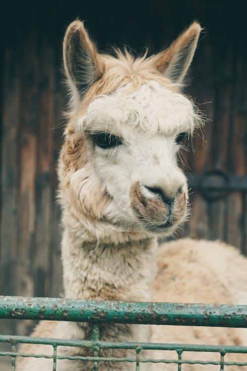 Fotografi Close Up Brown Lama