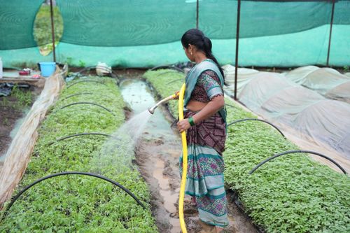 Free A woman tending to a farm inside a greenhouse, watering plants with care. Stock Photo