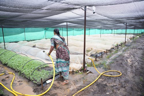 Winter Cover Crops That Boost Garden Soil Health