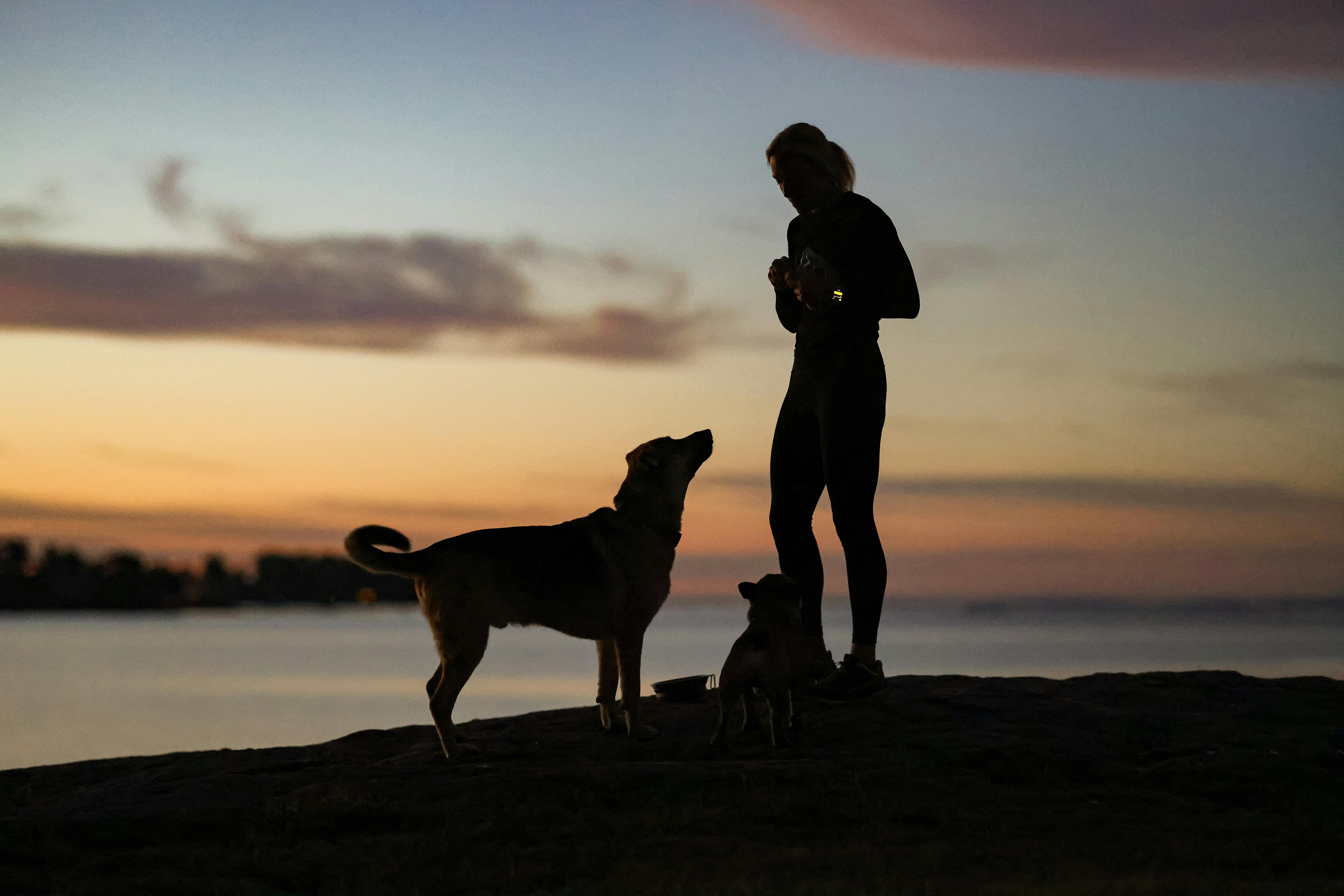Amazon’s $19 Reflective Dog Safety Vest Helps Keep Pups Visible After Dark — Photo by David Kanigan on Pexels