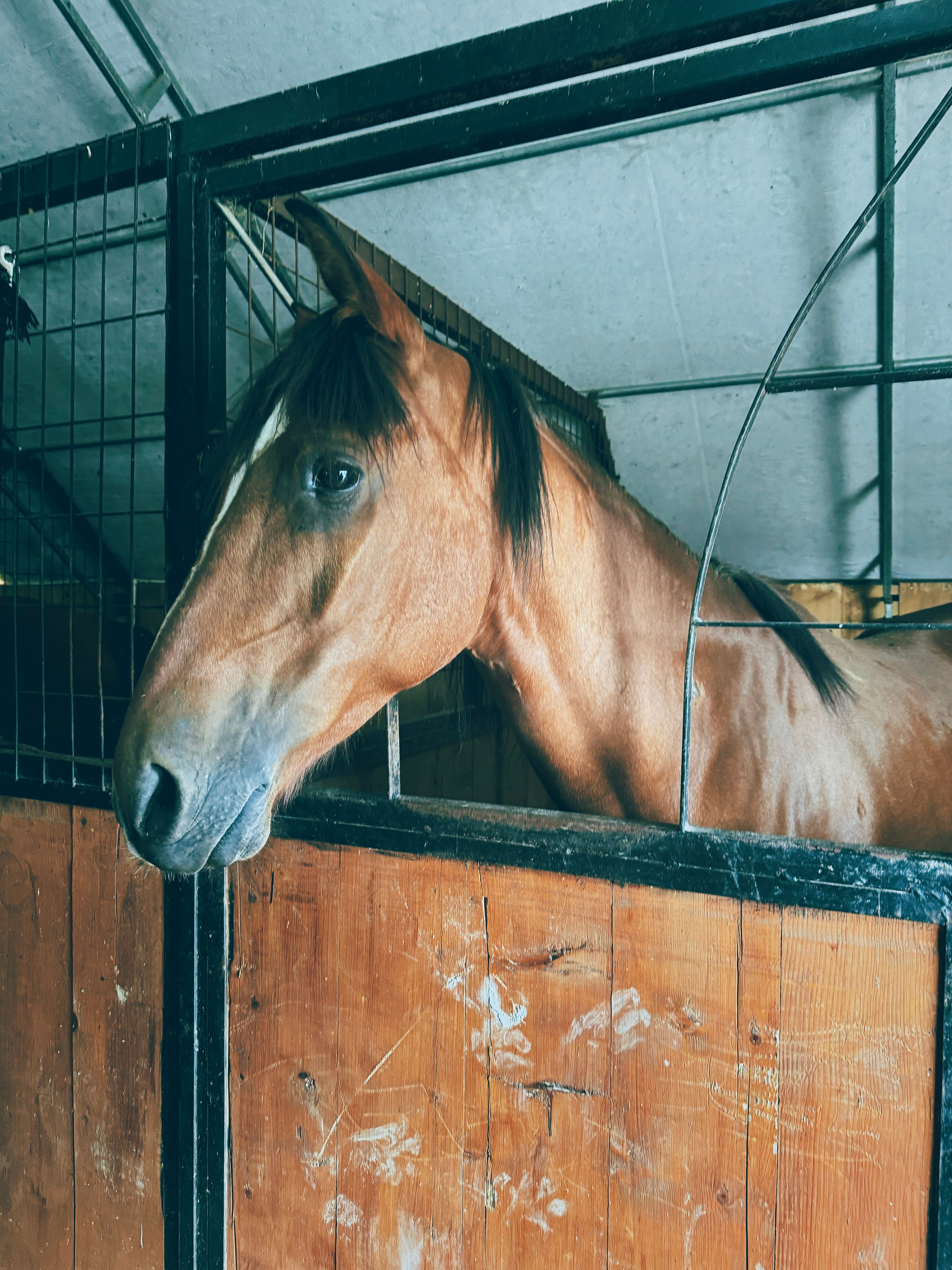 A brown horse peeks from a wooden stable in a serene rural setting.