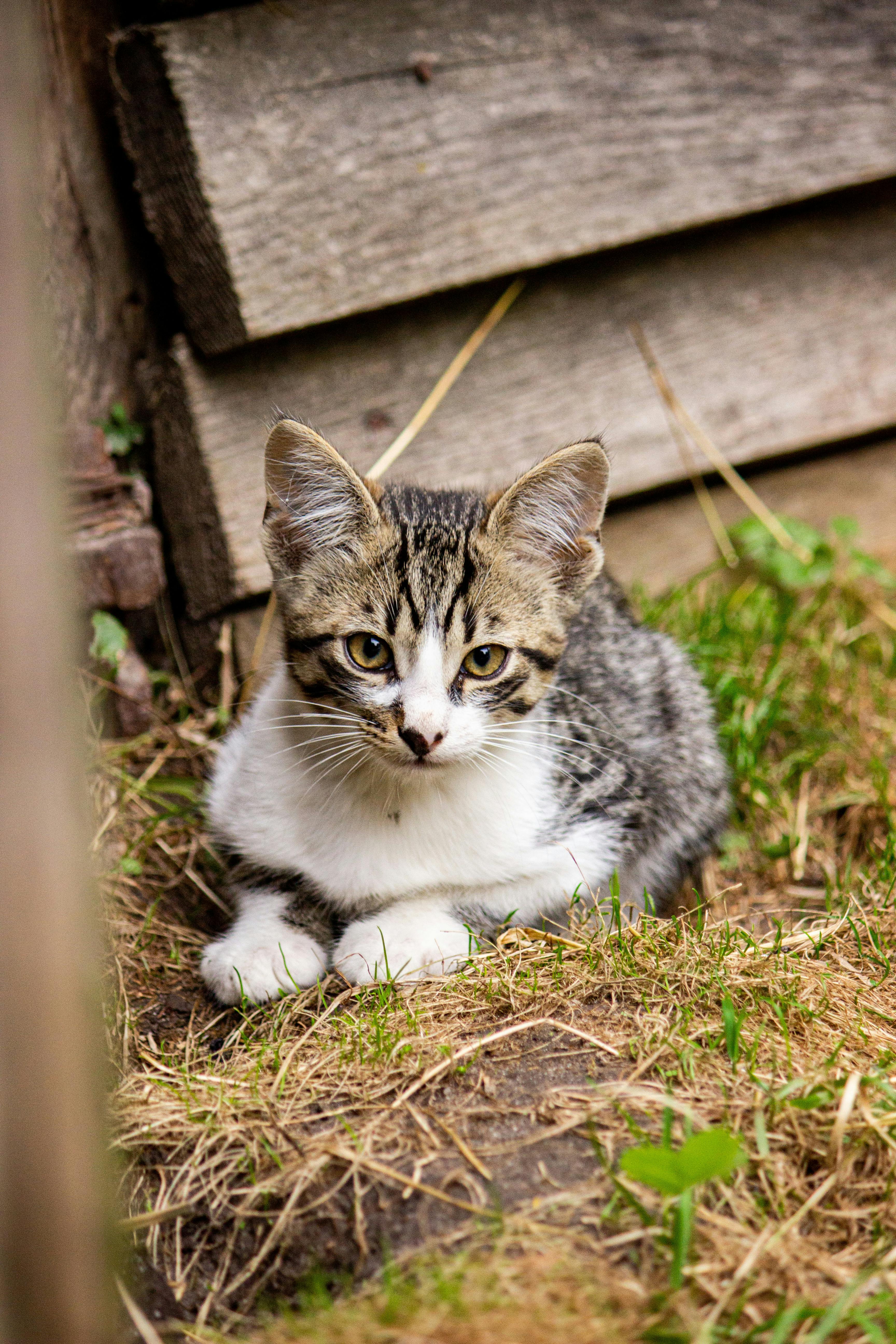 a kitten sitting in the grass next to a wooden door