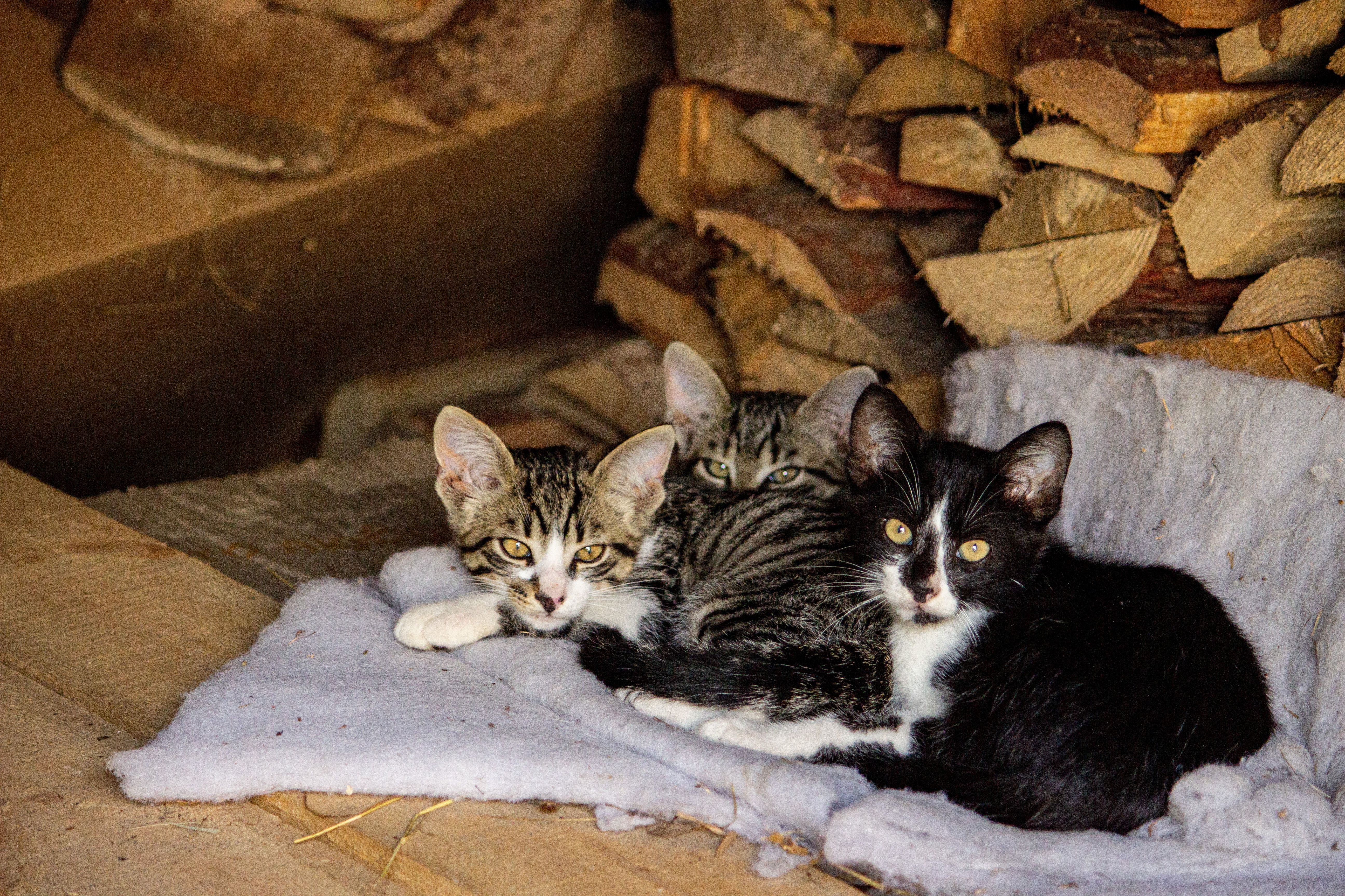 Three adorable kittens cuddling on a blanket amidst a rustic woodpile background.