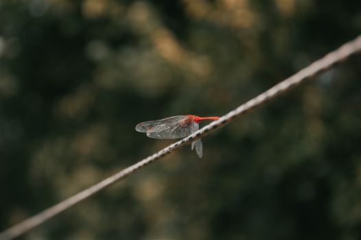A vibrant red dragonfly perched on a rope against a blurred natural background.