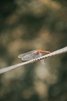 Detailed close-up of a dragonfly perched on a branch with a blurred natural background.