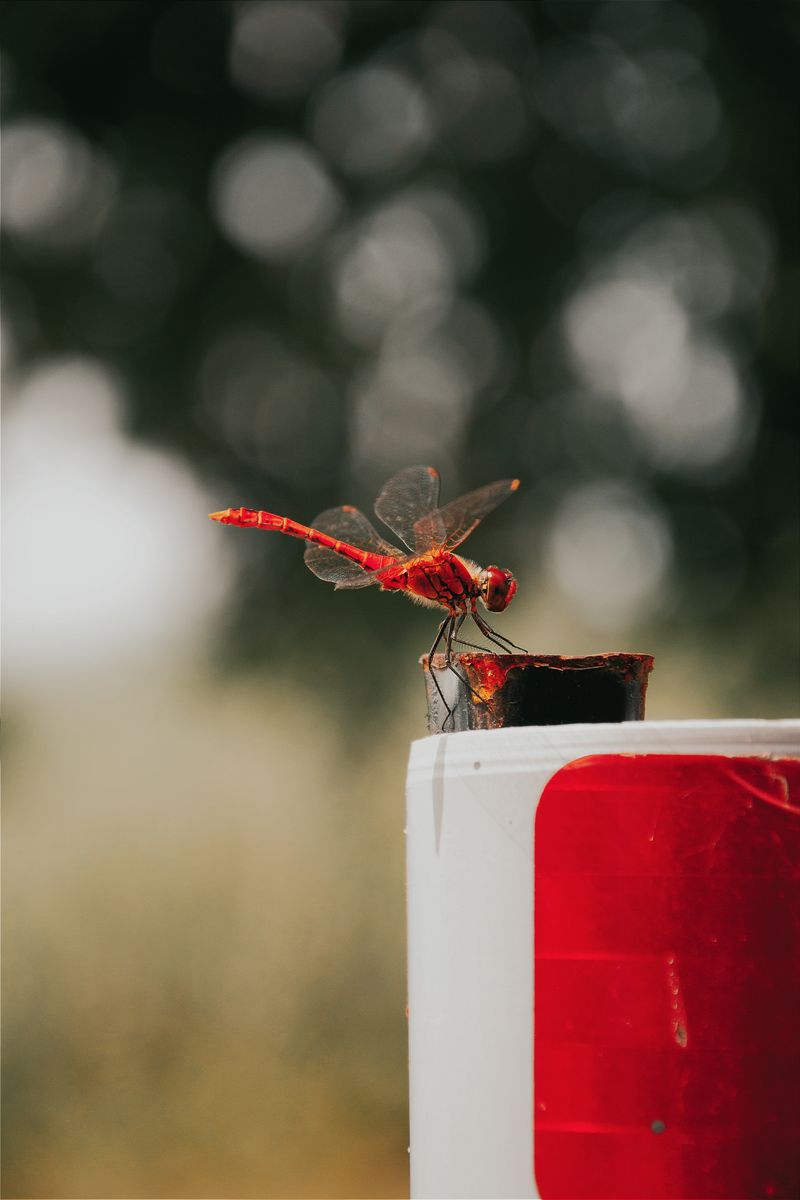 Hungarian Insect A red dragonfly sitting on top of a red can · Free Stock Photo
