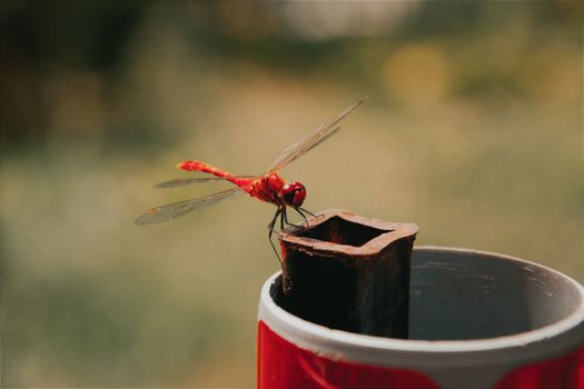 A vibrant red dragonfly poised on a metal object, captured outdoors in natural light.