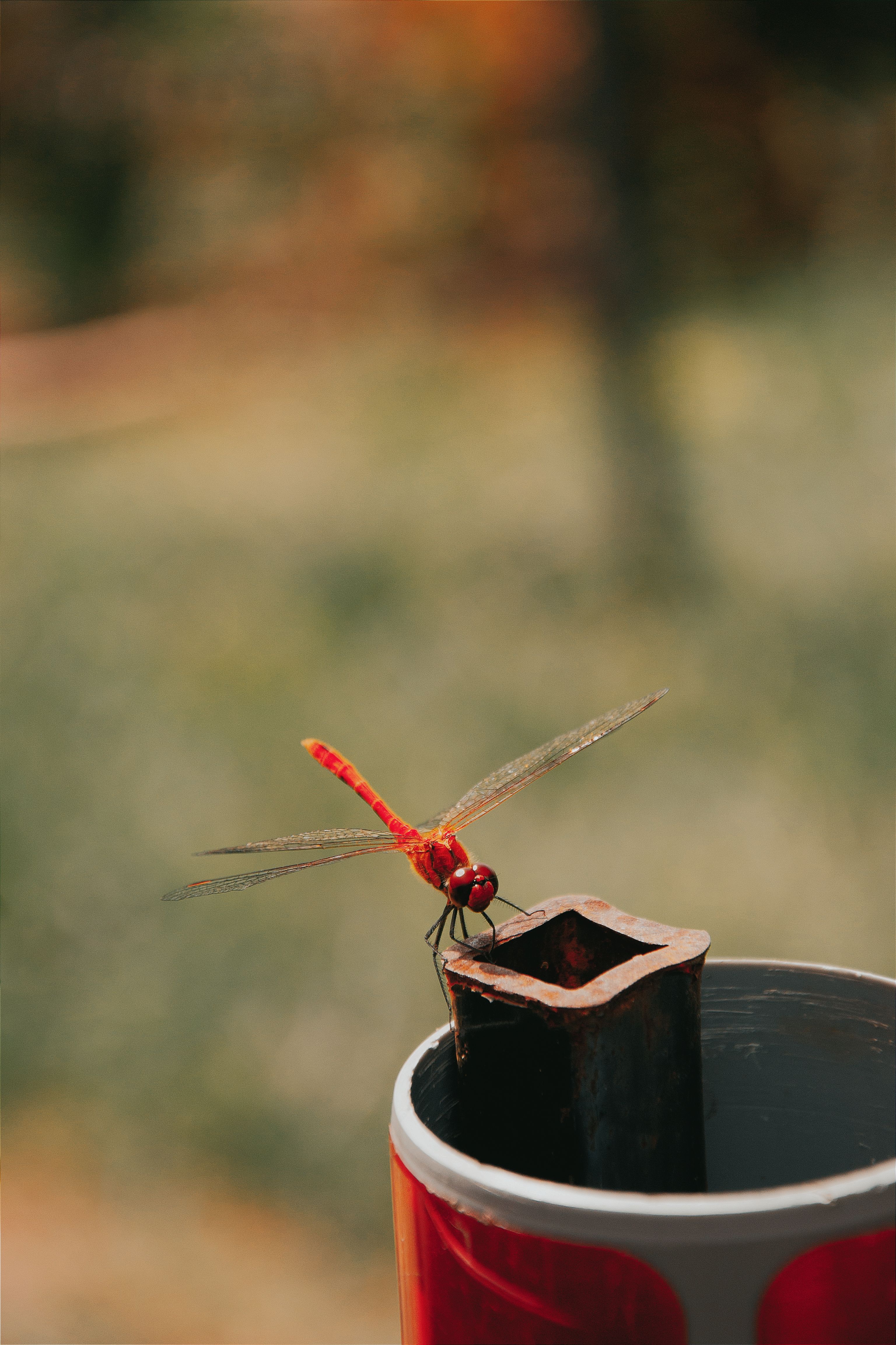 Close-up of a vibrant red dragonfly perched on a pipe in a Hungarian garden.