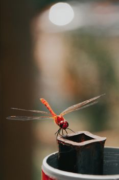 Vivid red dragonfly perched on a rusty metal pipe against a blurred natural background.