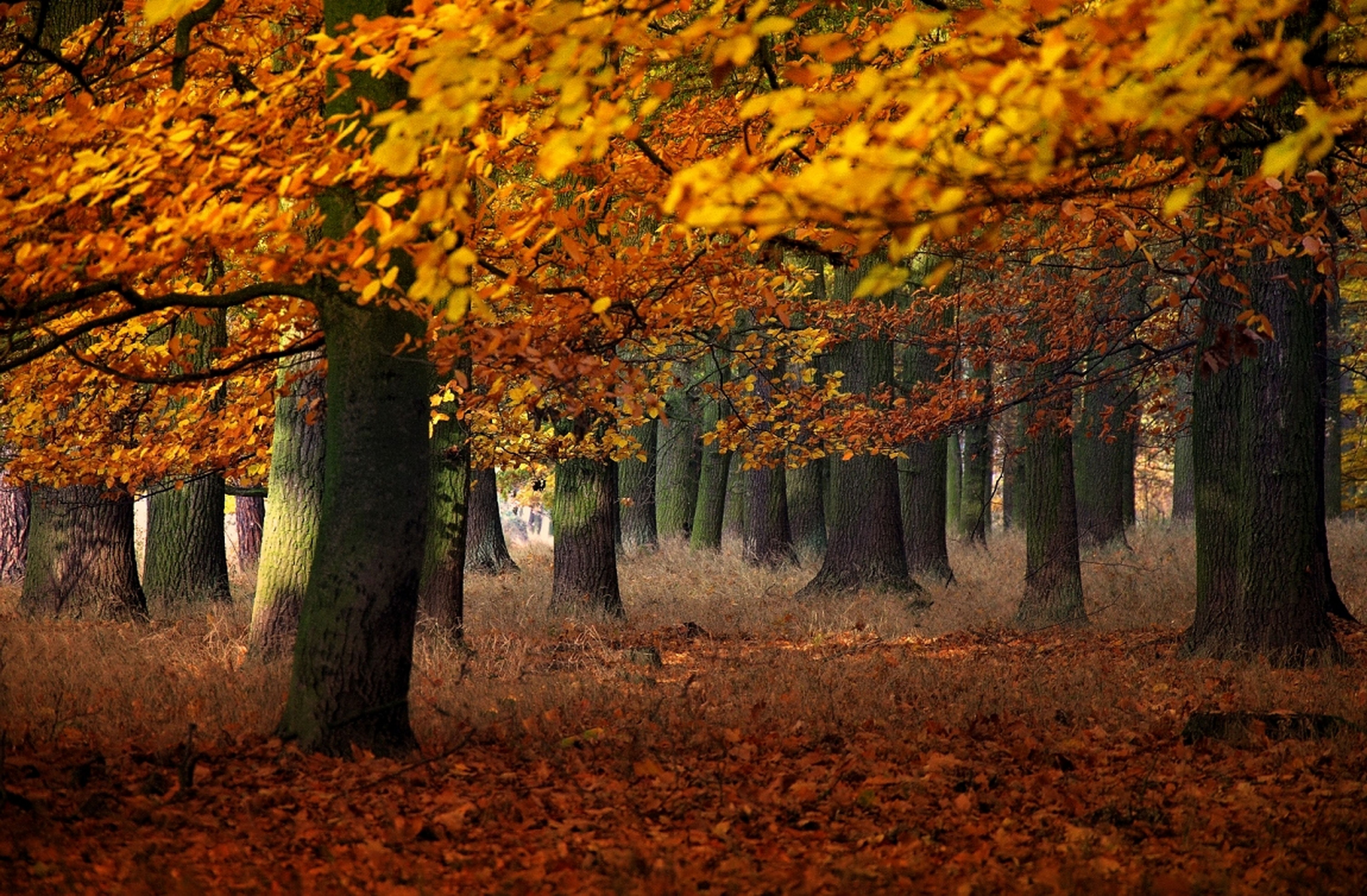 Trees · Free Stock Photo