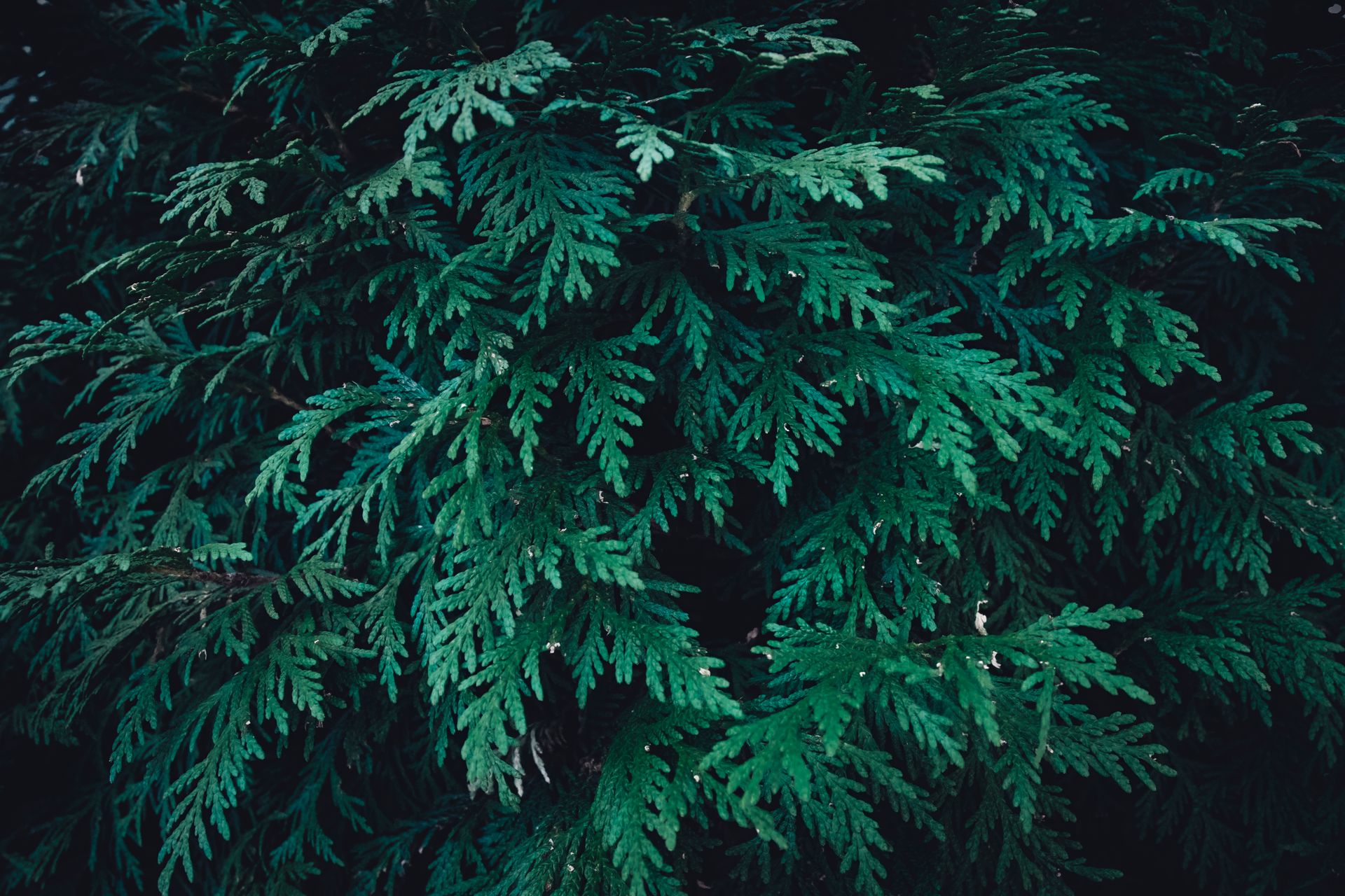Close-up of dark green cedar foliage creating a natural, textured background.