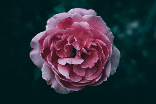 Free Close-up of a beautiful pink rose with delicate petals against a dark background, showcasing natural elegance. Stock Photo