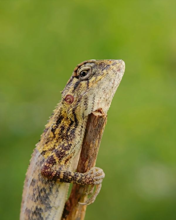lizard 🦎 · Free Stock Photo