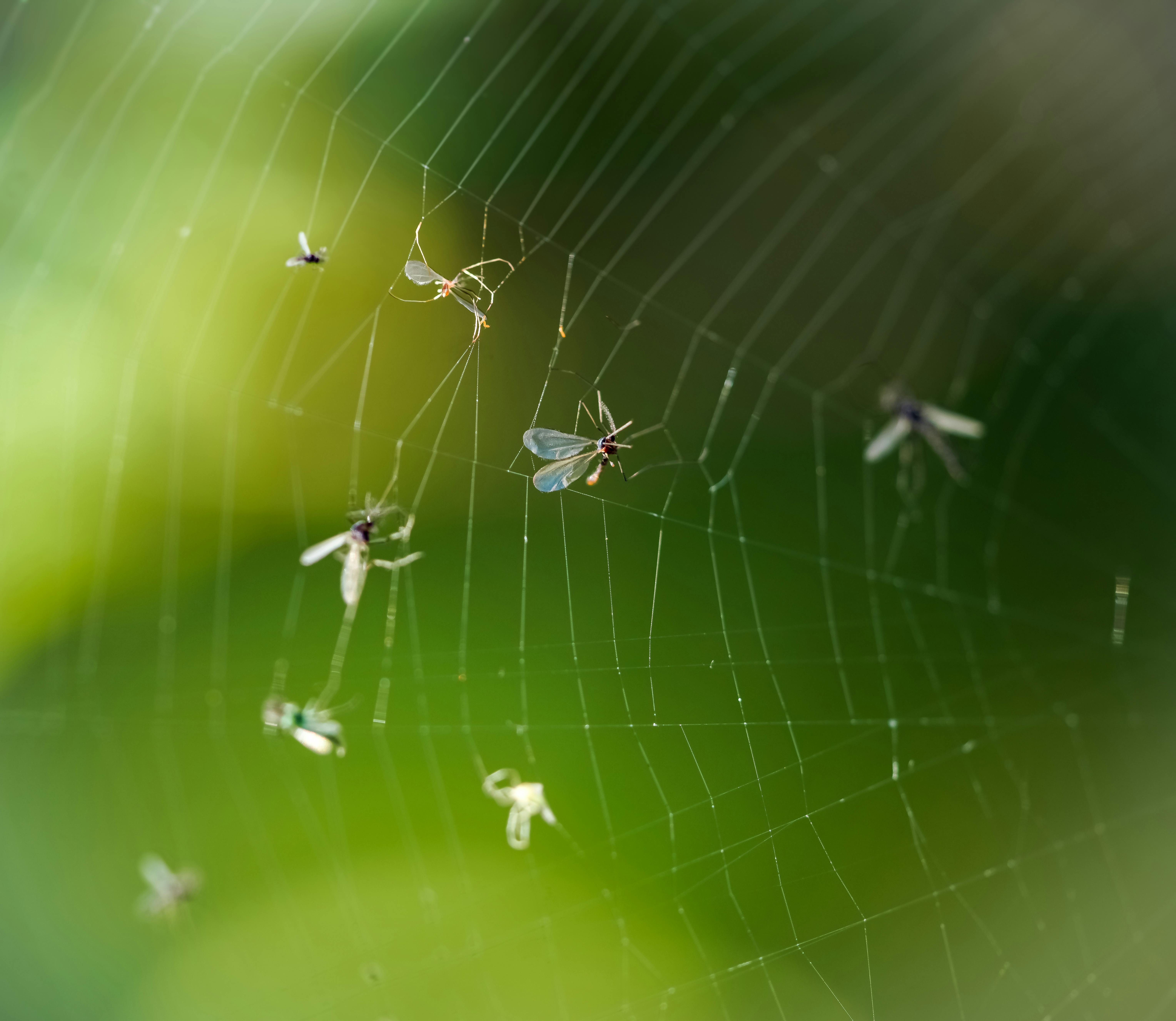 Key Benefits of Our Commercial Pest Control