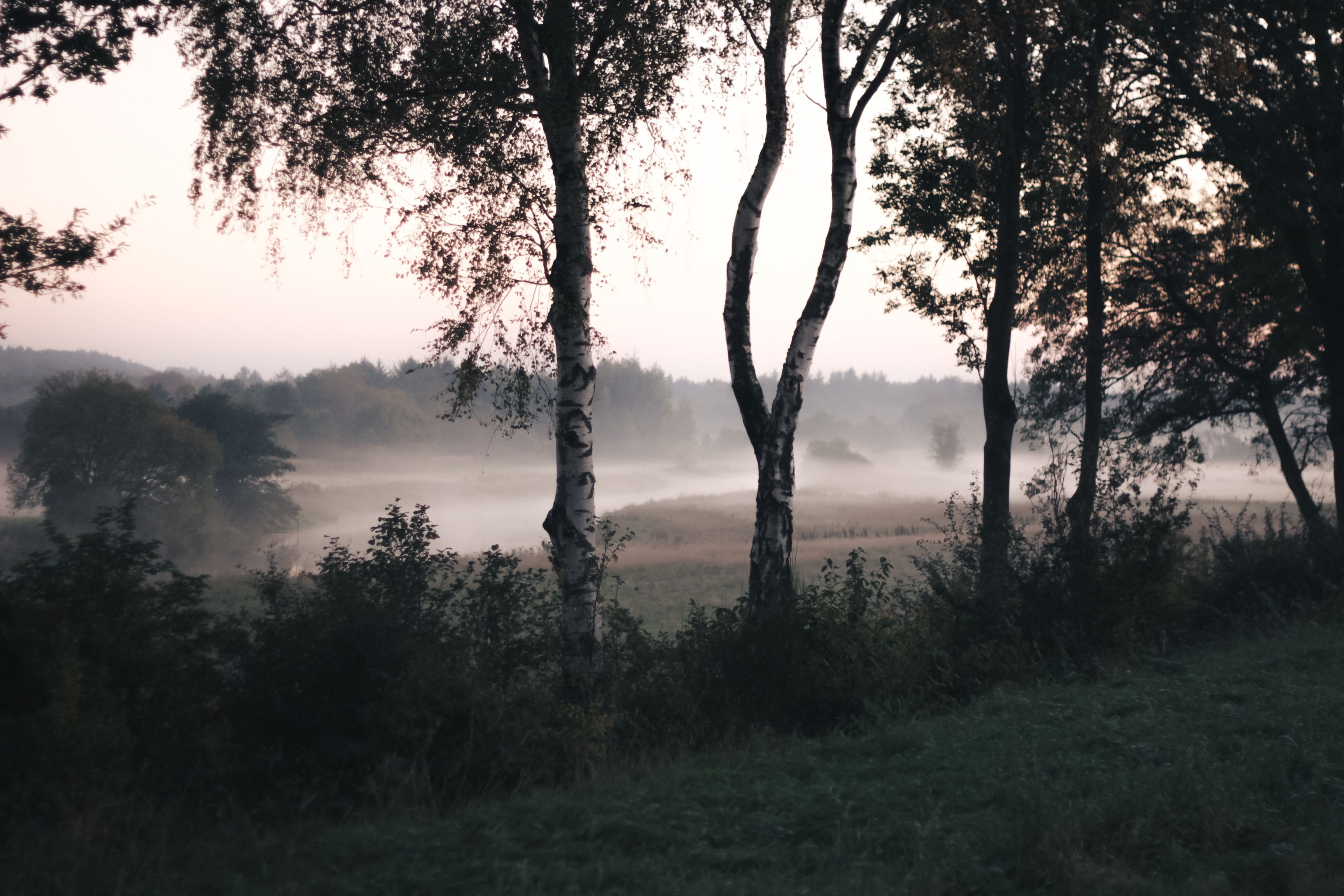 A misty morning with trees and grass · Free Stock Photo