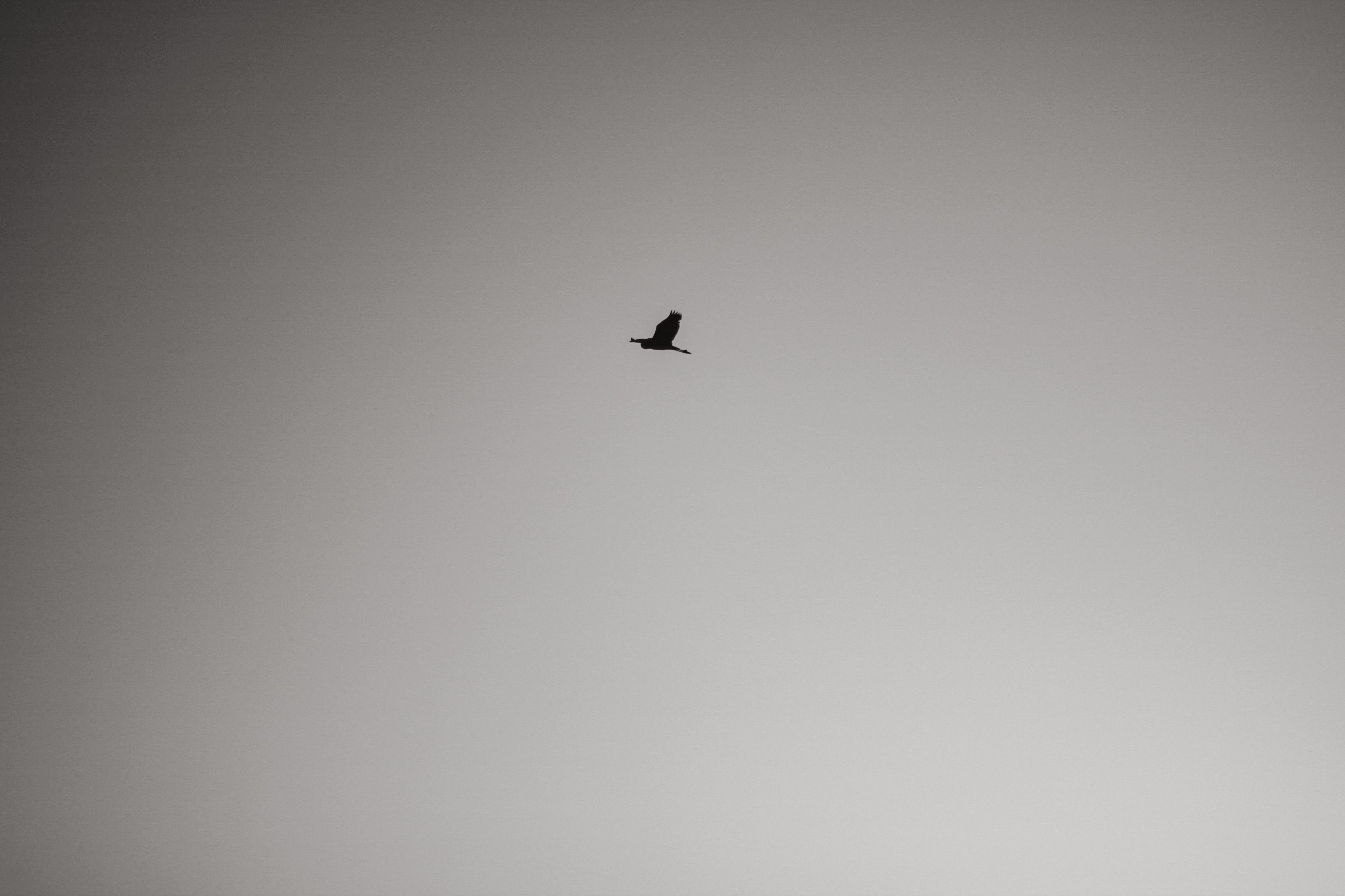 A bird flying in the sky with a black and white photo · Free Stock Photo