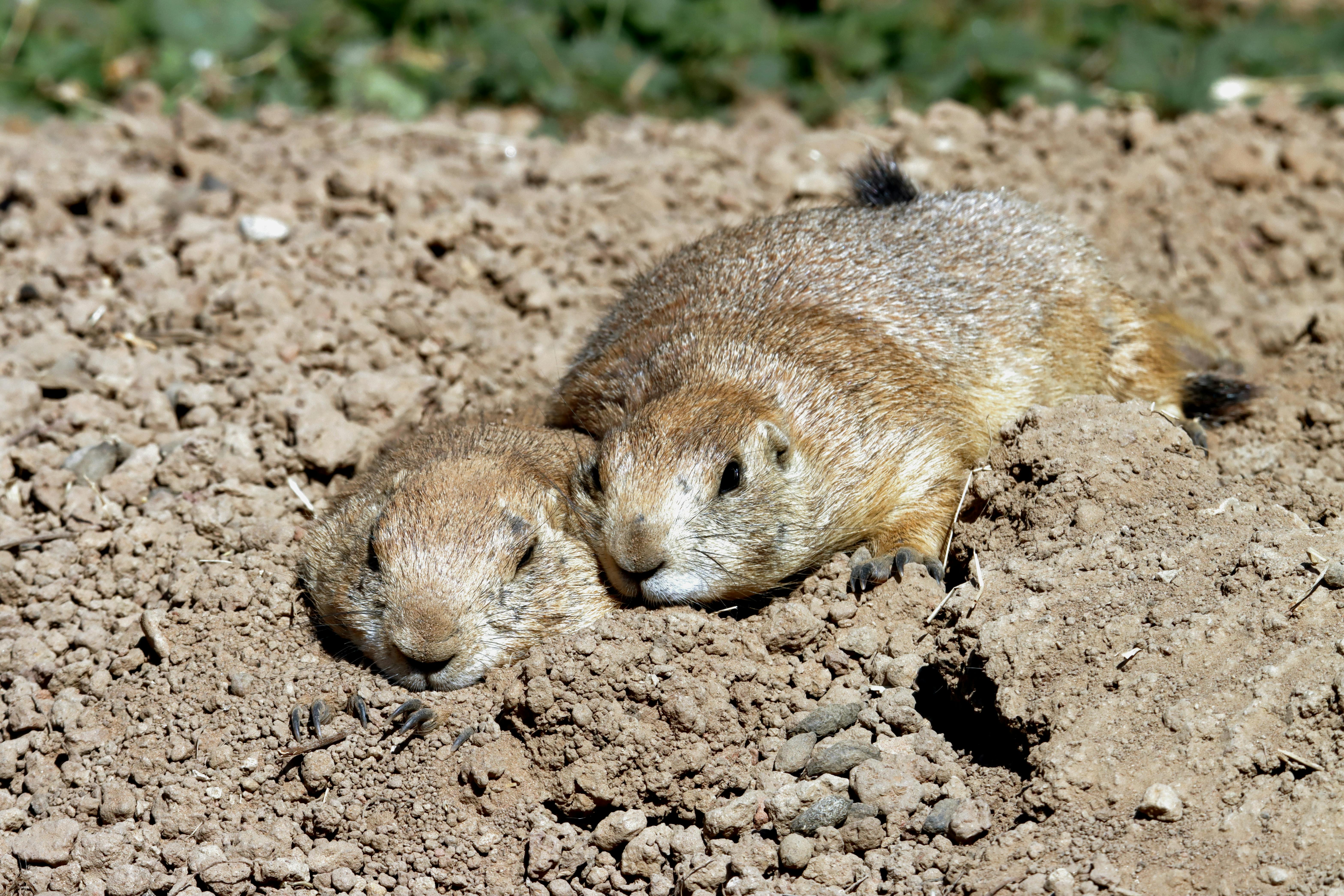 Two prairie ground squirrels are laying in the dirt