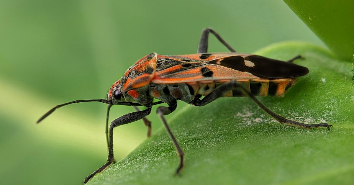 Bug Back A bug with orange and black stripes on its back · Free Stock Photo