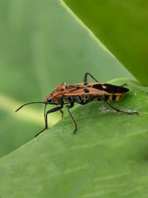 Free A vibrant bug with distinct markings perched on a green leaf in a natural setting, highlighting insect diversity. Stock Photo