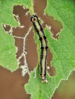 Photo by Sai Pixels Close-up of a caterpillar munching on a green leaf, showcasing nature's details