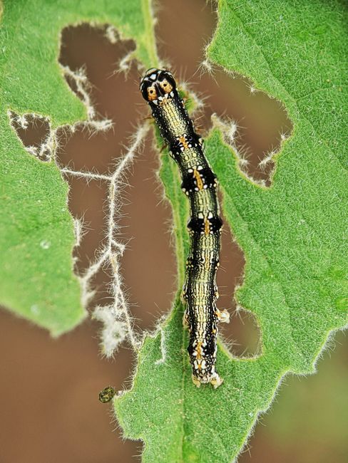 Photo by Sai Pixels Close-up of a caterpillar munching on a green leaf, showcasing nature's details