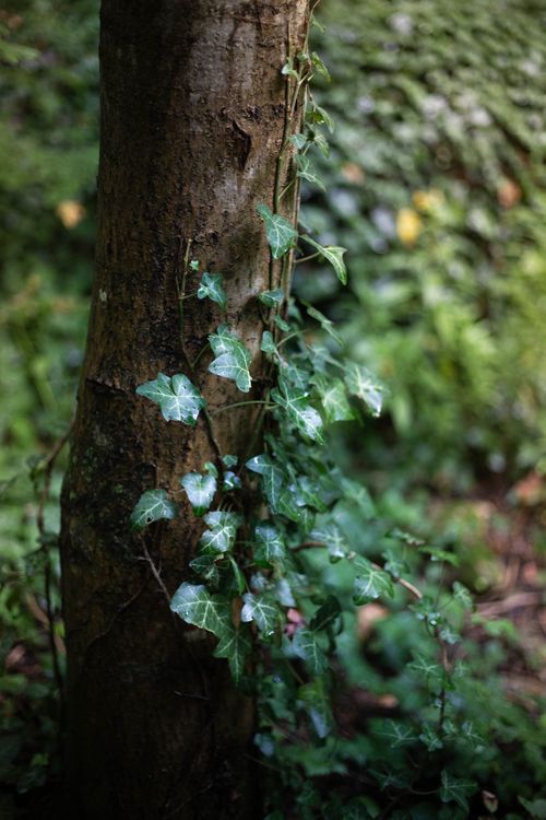 Free Lush green ivy climbing a tree trunk in a natural forest setting. Stock Photo