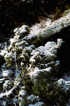Winter scene in Bariloche with snow-laden conifer trees capturing the serene beauty of Patagonia.