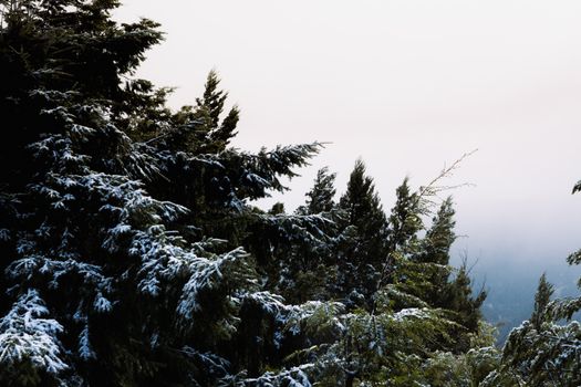 Captivating winter view of snow-covered trees and misty mountains in Bariloche, Argentina.
