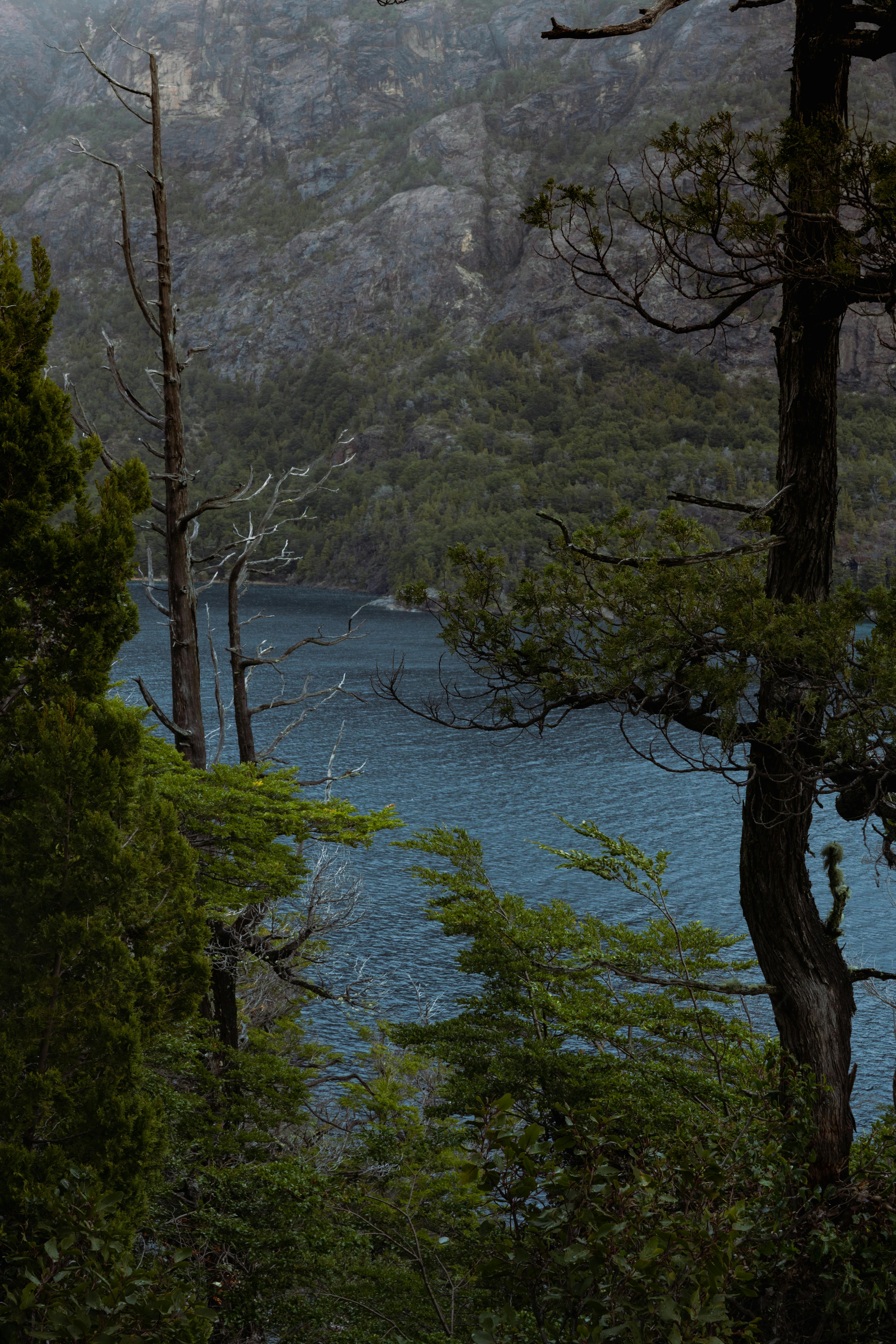 Gratis Immagine gratuita di acqua, acqua azzurra, albero Foto a disposizione
