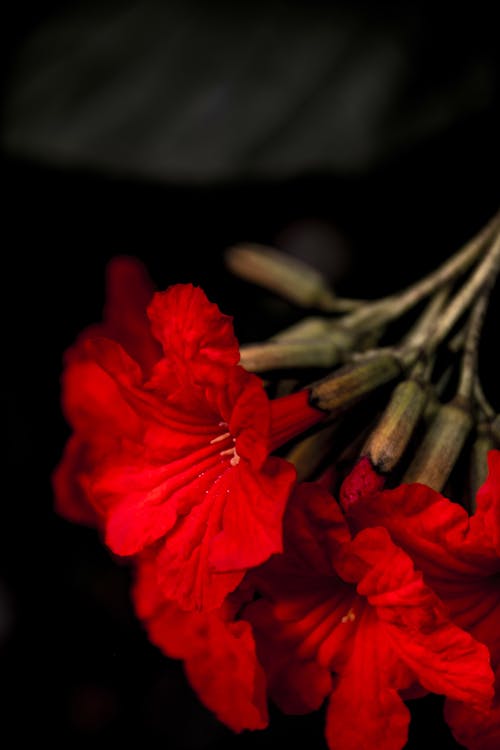 Free stock photo of red bloom, red flower